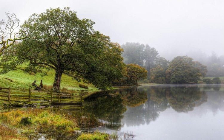 озеро, природа, дерево, туман, lake, nature, tree, fog