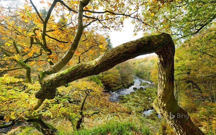 природа, дерево, лес, осень, bing, nature, tree, forest, autumn