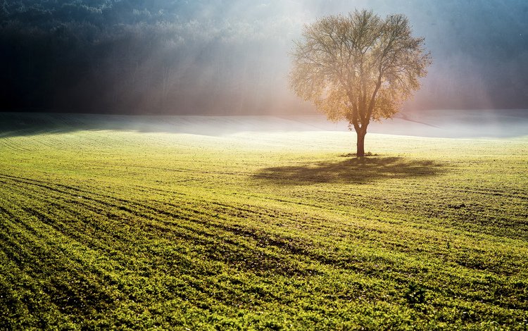 природа, дерево, туман, поле, солнечные лучи, nature, tree, fog, field, the sun's rays