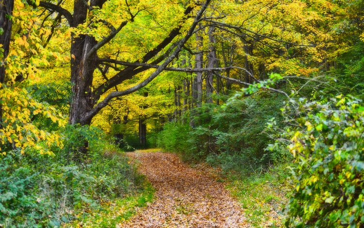 природа, лес, осень, тропинка, nature, forest, autumn, path