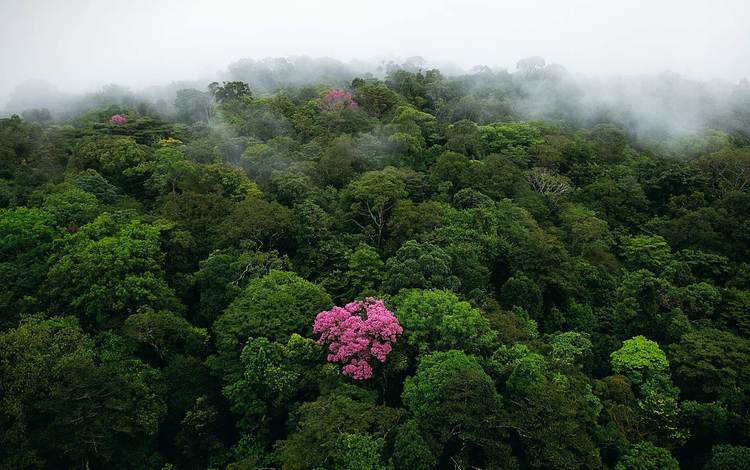 природа, лес, туман, джунгли, bing, субтропики, nature, forest, fog, jungle, subtropics