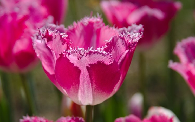 природа, тюльпан, бутоны, макро, лепестки, краски, весна, тюльпаны, розовые, nature, tulip, buds, macro, petals, paint, spring, tulips, pink