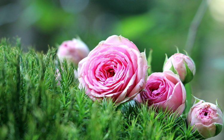 цветы, трава, природа, розы, розовые, лежат, розовые розы, flowers, grass, nature, roses, pink, lie, pink roses