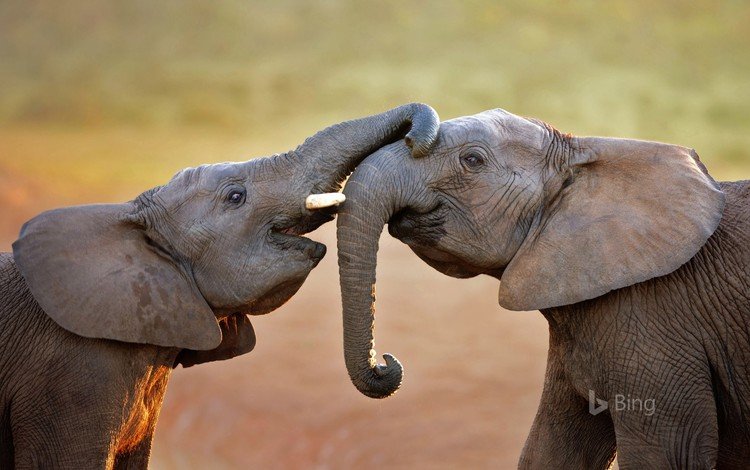 игра, слоны, хобот, слоненок, bing, the game, elephants, trunk, elephant