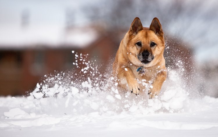 снег, собака, немецкая овчарка, fpat, snow, dog, german shepherd