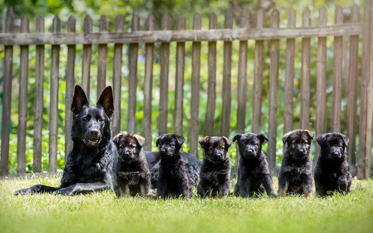 собака, щенки, собаки, немецкая овчарка, dog, puppies, dogs, german shepherd