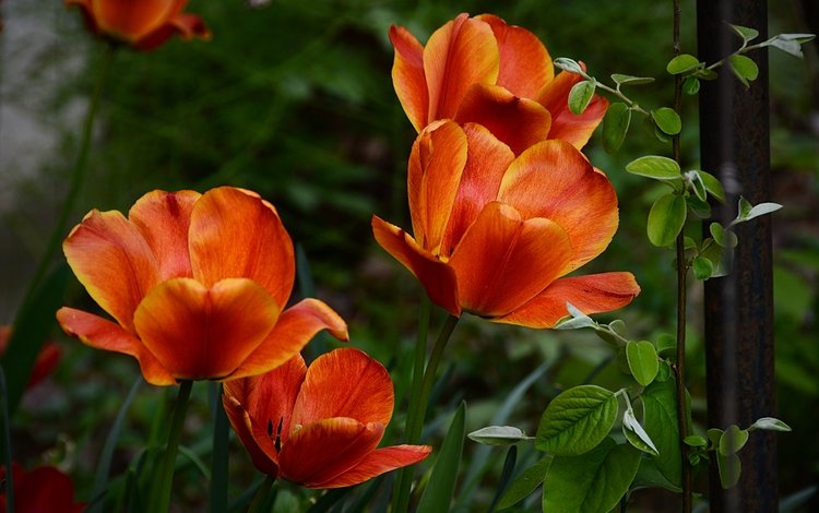 весна, тюльпаны, апельсин, оранжевые, тульпаны, весенние, spring, tulips, orange