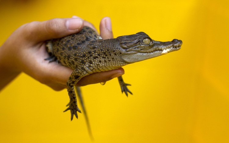 желтый, рука, фон, маленький, руки, жёлтая, крокодил, малая, yellow, hand, background, small, hands, crocodile