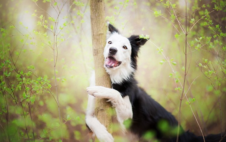 дерево, собака, весна, объятие, бордер-колли, alicja zmysłowska, madlene greets spring with a hug!, tree, dog, spring, hug, the border collie