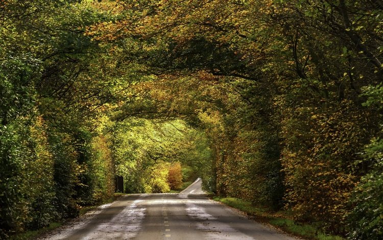 дорога, листва, осень, опадают, осен, автодорога, road, foliage, autumn, fall