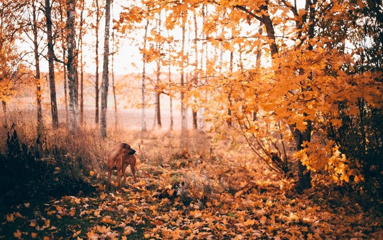 солнце, cобака, лес,  листья, вудленд, листья, листва, осень, собака, опадают, осен, солнечный свет, sunlight, the sun, forest, woodland, leaves, foliage, autumn, dog, fall