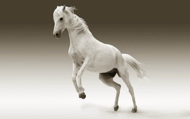 лошадь, фон, животное, конь, грива, белая лошадь, horse, background, animal, mane, white horse