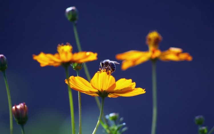цветы, природа, насекомое, пчела, желтые, мед, flowers, nature, insect, bee, yellow, honey