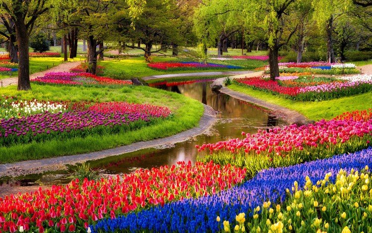 цветы, деревья, дизайн, парк, сад, весна, тюльпаны, flowers, trees, design, park, garden, spring, tulips