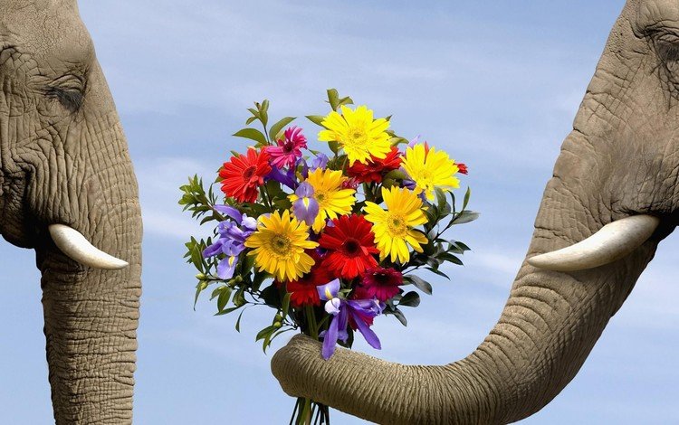 цветы, животные, любовь, букет, слоны, flowers, animals, love, bouquet, elephants