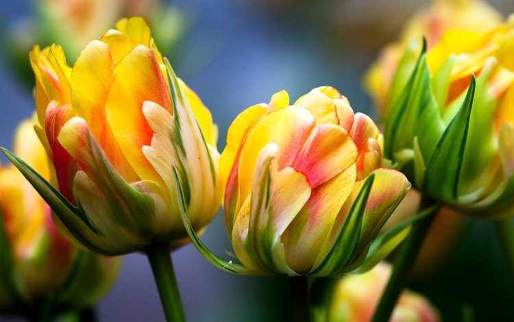 цветы, макро, тюльпаны, яркие, желтые цветы, flowers, macro, tulips, bright, yellow flowers