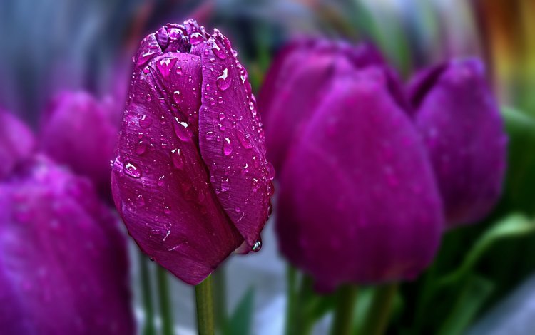 цветы, весна, тюльпаны, боке, капли воды, flowers, spring, tulips, bokeh, water drops