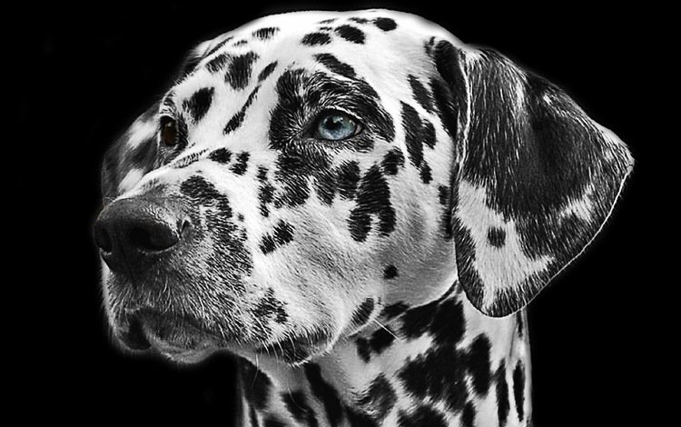 чёрно-белое, собака, пятна, далматин, животное, мех, голова, далматинец, black and white, dog, spot, dalmatian, animal, fur, head, dalmatians