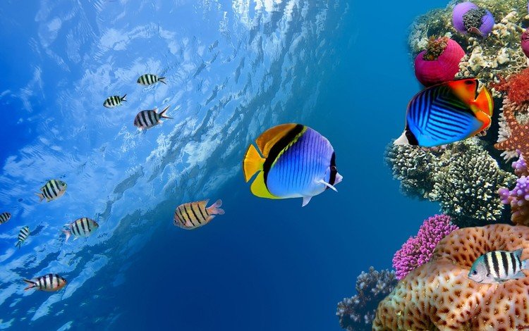 море, рыбки, рыбы, кораллы, риф, подводный мир, коралловый риф, fishs, sea, fish, corals, reef, underwater world, coral reef