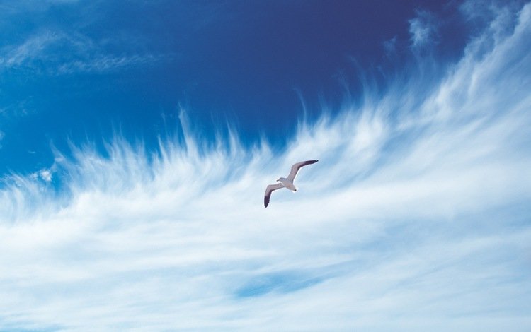 небо, облака, полет, чайка, птица, the sky, clouds, flight, seagull, bird