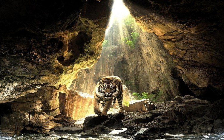 тигр, животные, хищник, пещера, дикая природа, tiger, animals, predator, cave, wildlife
