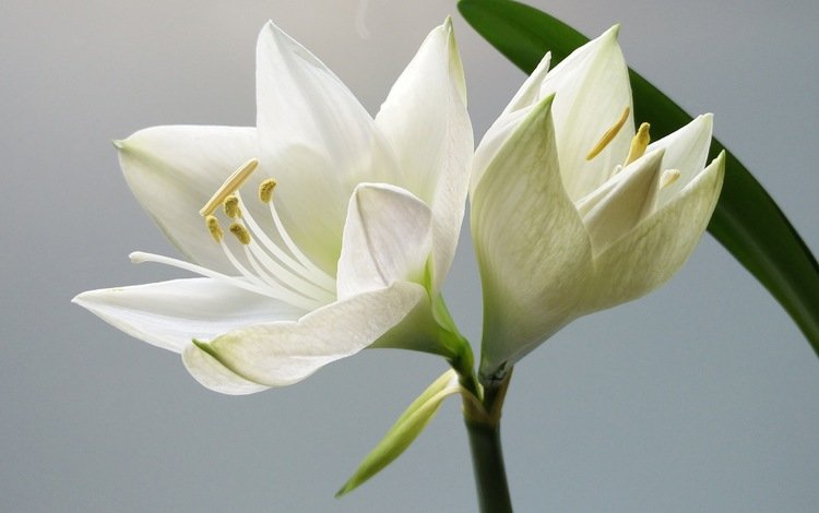 цветы, лепестки, белые, белые цветы, flowers, petals, white, white flowers