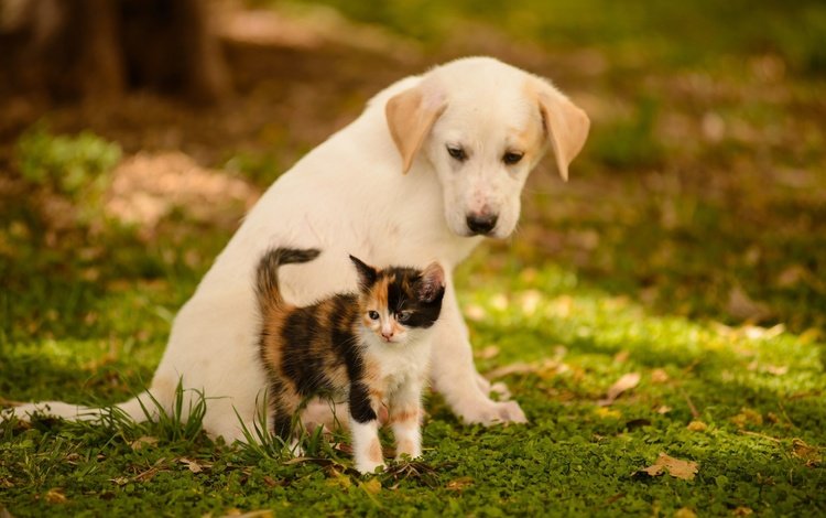 животные, кошка, котенок, собака, щенок, друзья, боке, animals, cat, kitty, dog, puppy, friends, bokeh