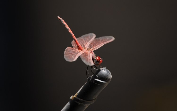 насекомое, крылья, стрекоза, черный фон, insect, wings, dragonfly, black background