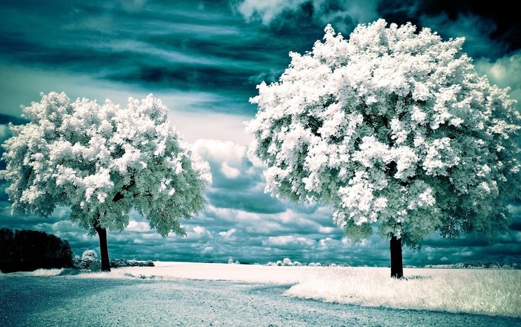 облака, деревья, снег, природа, зима, пейзаж, инфракрасные деревья, clouds, trees, snow, nature, winter, landscape, infrared trees