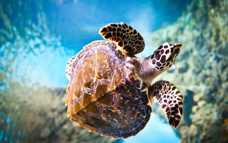 макро, море, черепаха, подводный мир, macro, sea, turtle, underwater world