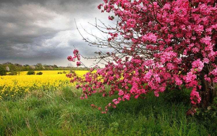 цветы, деревья, природа, пейзаж, весна, розовые цветы, желтые цветы, сезон, flowers, trees, nature, landscape, spring, pink flowers, yellow flowers, season