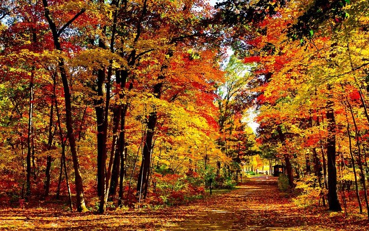 деревья, природа, пейзаж, парк, листва, осень, trees, nature, landscape, park, foliage, autumn