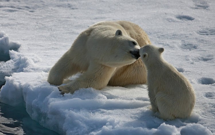 снег, медведь, белый, забота, медвежонок, арктика, белые медведи, snow, bear, white, care, arctic, polar bears