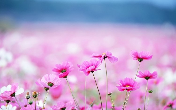 цветы, фон, размытость, розовые, космея, flowers, background, blur, pink, kosmeya