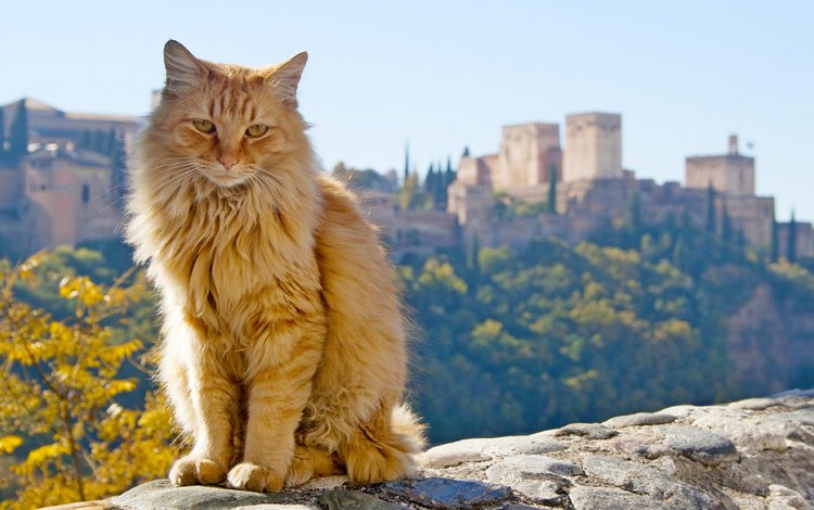 кот, кошка, рыжий, испания, андалузия, испании, андалусия, гранада, cat, red, spain, andalusia, granada