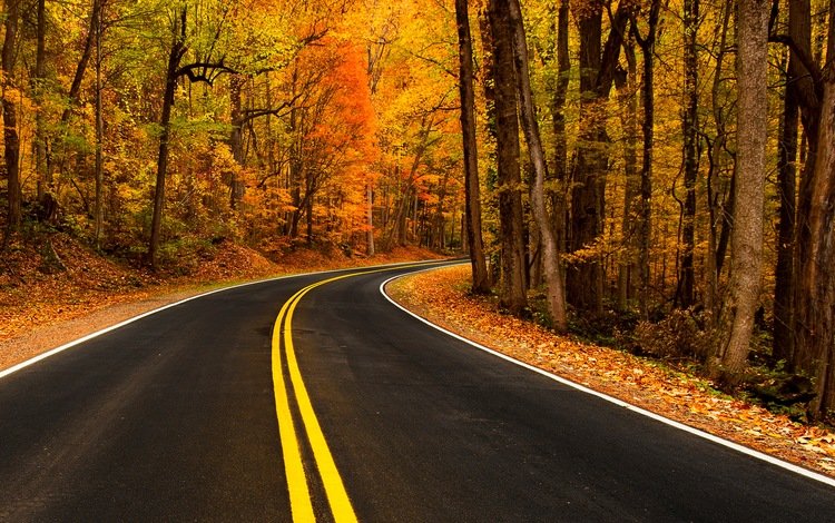 дорога, деревья, природа, листья, осень, асфальт, шоссе, road, trees, nature, leaves, autumn, asphalt, highway