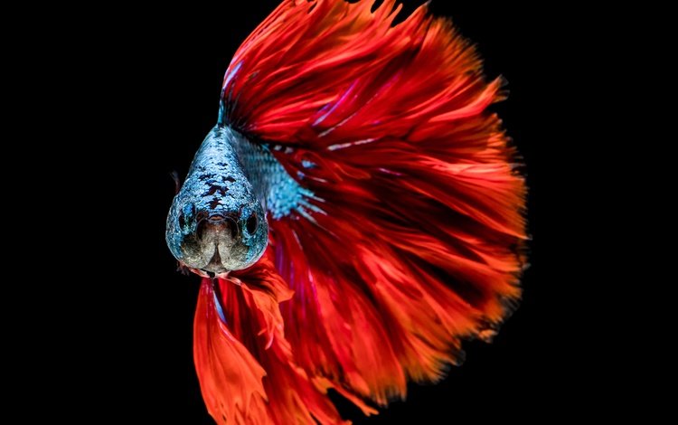 расцветка, голубая, краcный, рыба, башка, colors, blue, red, fish, head