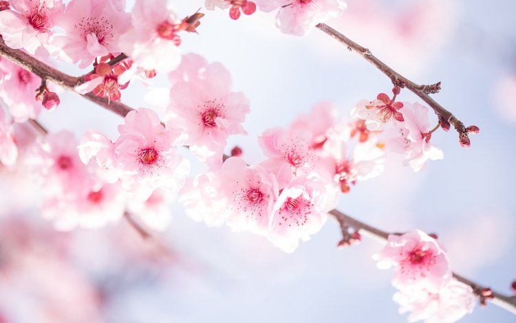 цветы, ветви, вишня,  цветы, цветущая сакура, ветками, flowers, branch, cherry, cherry blossoms, branches
