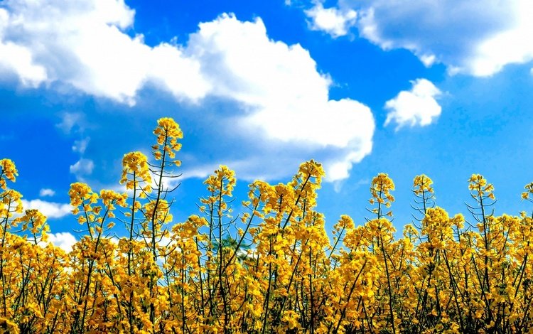 небо, рапс, цветы, облака, поле, луг, желтые, неба,  цветы, в солнечной, sunny, the sky, rape, flowers, clouds, field, meadow, yellow, sky
