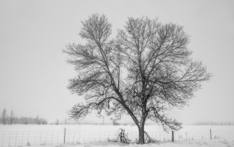 снег, дерево, зима, туман, забор, холод, изгородь,     дерево, snow, tree, winter, fog, the fence, cold, fence