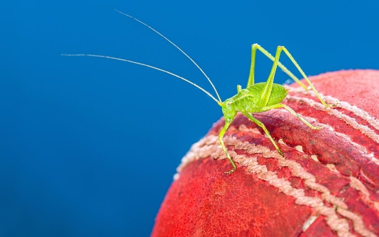 макро, насекомое, мяч, краcный, кузнечик, cricket ball, крикет, macro, insect, the ball, red, grasshopper, cricket