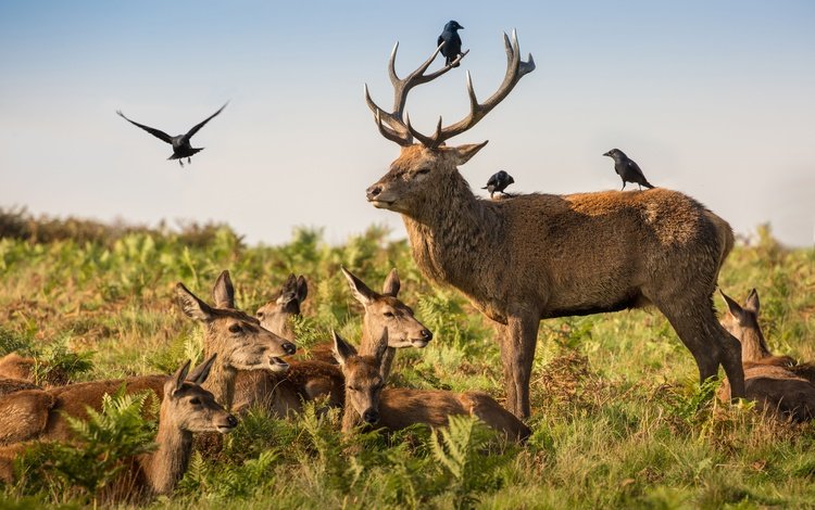 птицы, семья, рога, олени, вороны, дикая природа, оленей, семейка, antlers, красный олень, red deer, birds, family, horns, deer, crows, wildlife