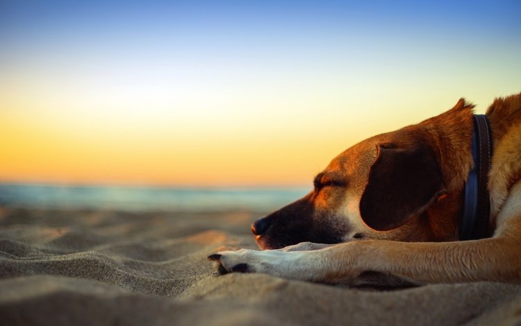 закат, cобака, море, приморский, песок, sleepin, пляж, собака, сумерки, песка, dusk, полумрак, мечтает, dreams, sunset, sea, seaside, sand, beach, dog, twilight