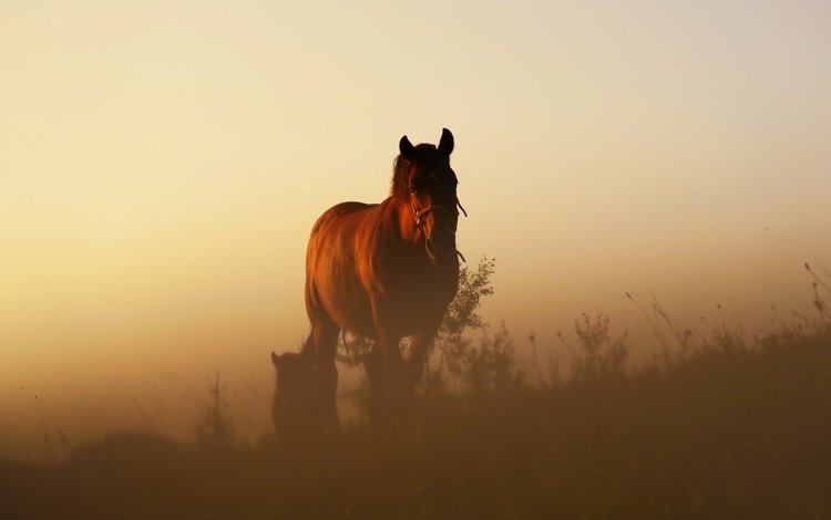 лошадь, трава, закат, кони, конь, dusk, растительность, полумрак, возвышенность, horse, grass, sunset, horses, vegetation, twilight, hill
