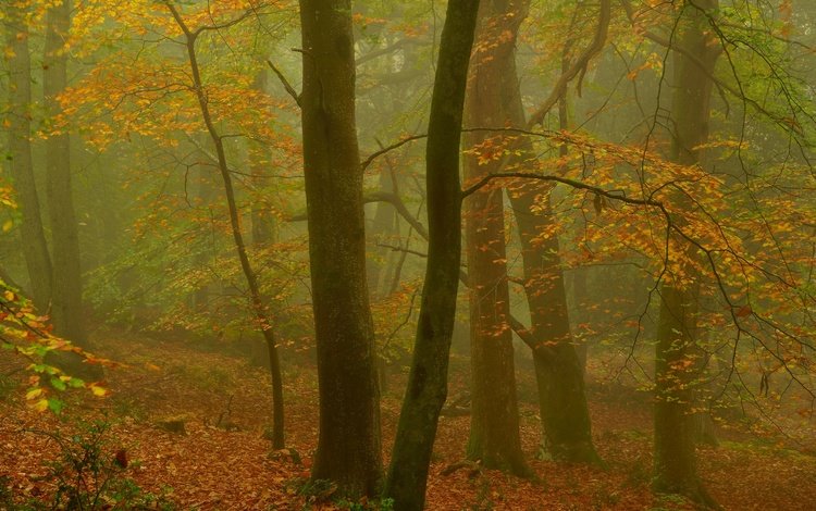 деревья, эксмур, лес, beechwood, листья, туман, ветки, осень, размытость, англия, trees, exmoor, forest, leaves, fog, branches, autumn, blur, england