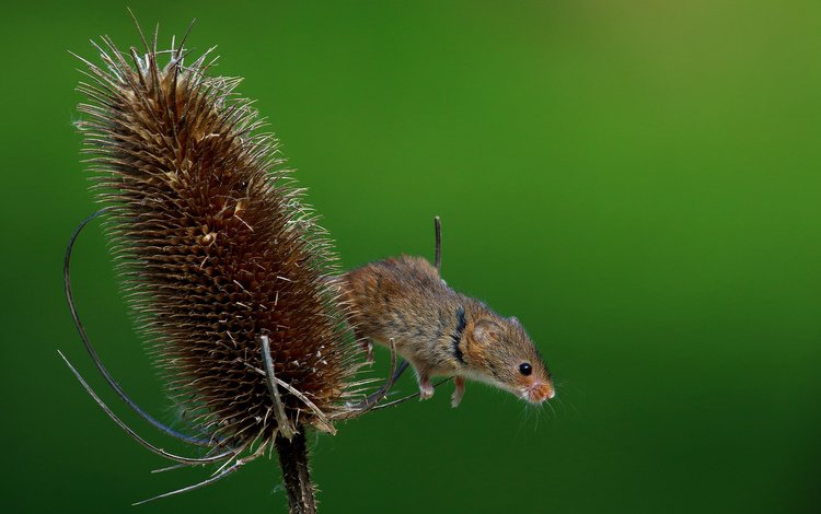 природа, макро, лето, мышь, растение, мышка, harvest mouse, мышь-малютка, nature, macro, summer, mouse, plant, the mouse is tiny