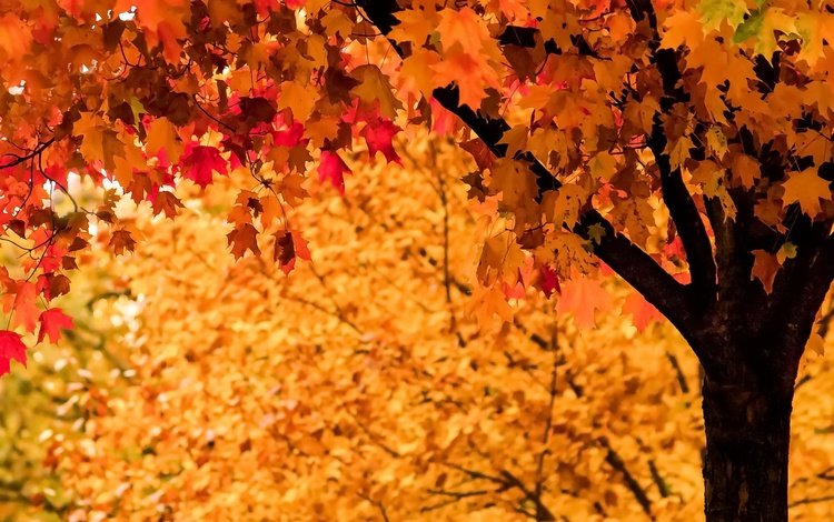дерево, листья, осень, tree, leaves, autumn