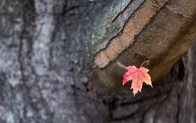 дерево, осень, лист, tree, autumn, sheet