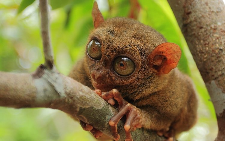 природа, макро, примат, долгопят, philippine tarsier, nature, macro, the primacy of, tarsier