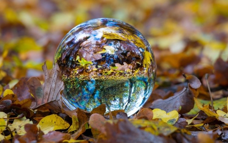 отражение, листва, осень, сфера, шар, стеклянный шар, стеклянный, reflection, foliage, autumn, sphere, ball, glass globe, glass